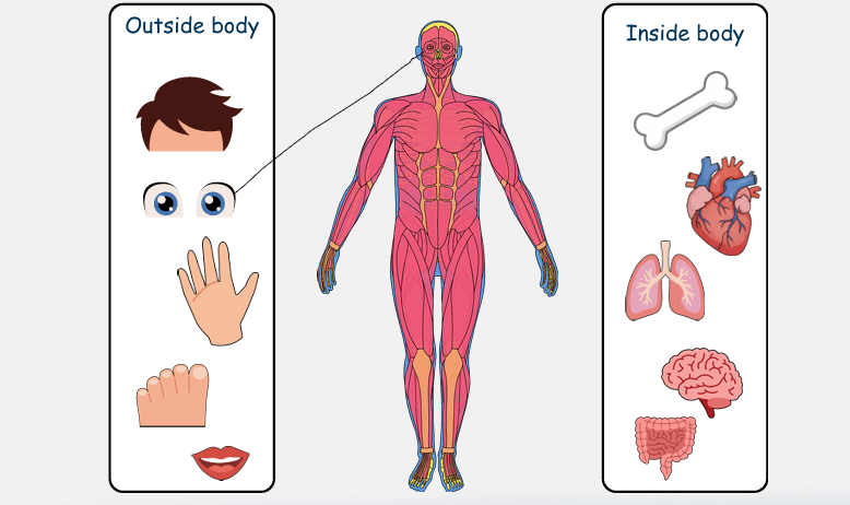 Inside and Outside Body Parts
